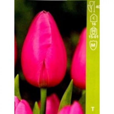 НЕТУ! Pink Tvist - нежно розовый тюльпанот 40см